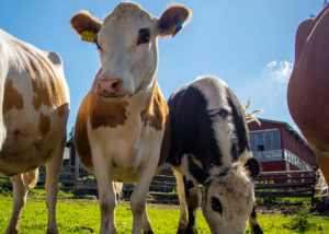 Antilan luomupihvit, ruokatarinoita Pirkanmaalta