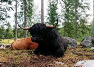 Hepokorpi highland, ruokatarinoita Pirkanmaalta