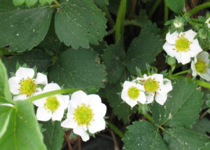 Mannilan tila, ruokatarinoita Pirkanmaalta