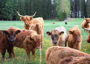 Järvensivu Highland, ruokatarinoita Pirkanmaalta
