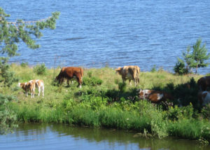 Lahisten kartano, ruokatarinoita Pirkanmaalta