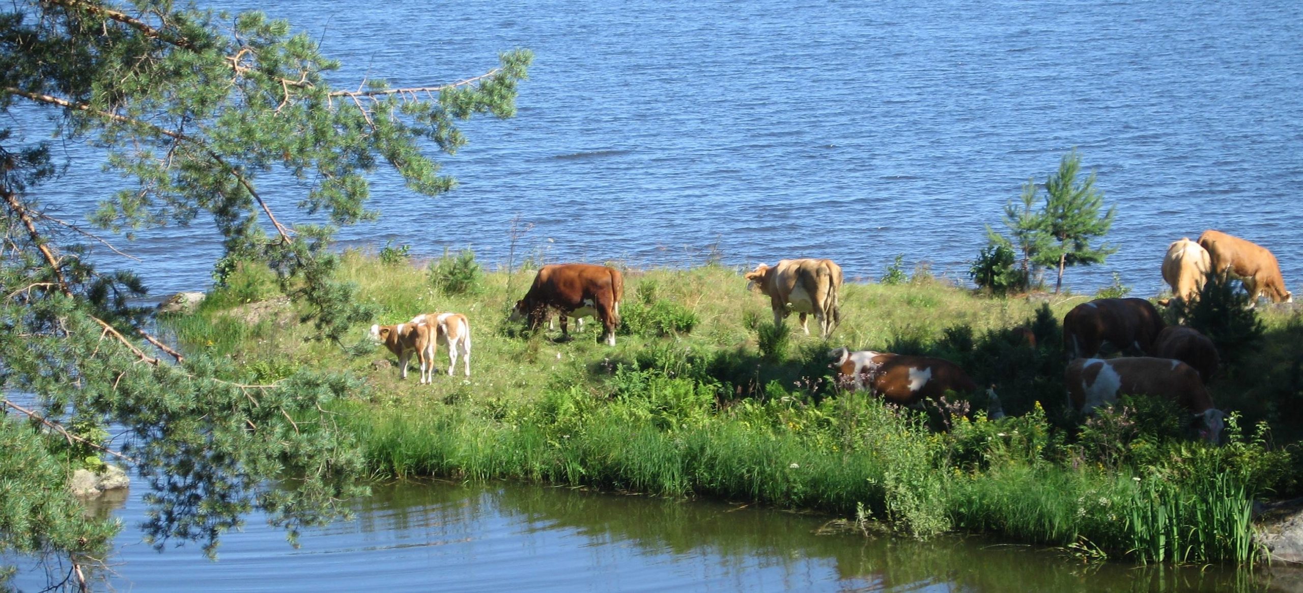 lehmät laiduntamassa saaressa