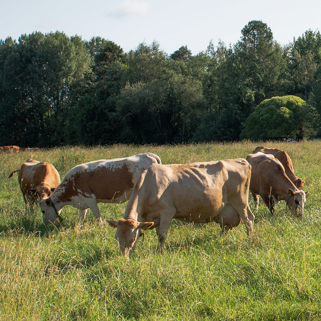 lehmät aurinkoisella laitumella