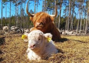 Jonkka Highland, ruokatarinoita Pirkanmaalta